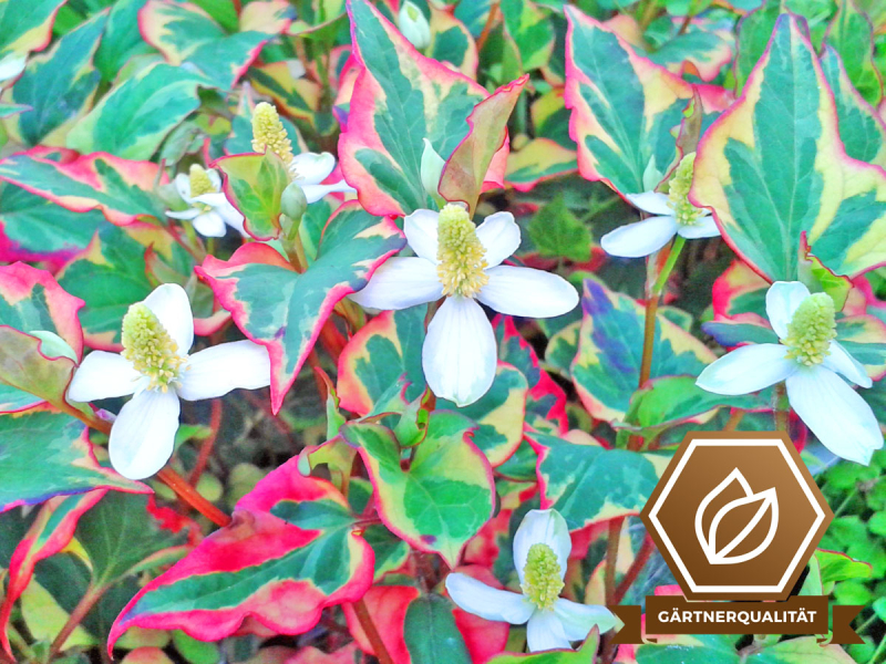 Eidechsenschwanz Chameleon